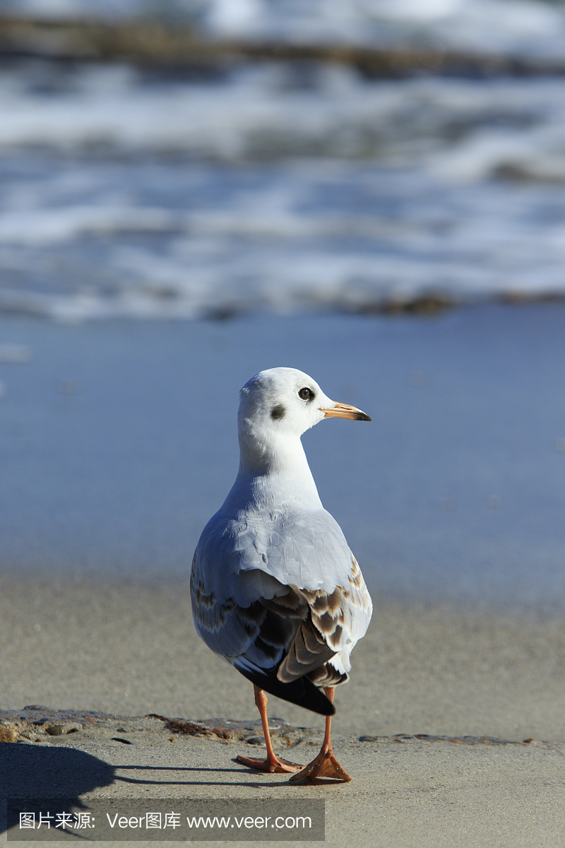 走开,滚开,骂人,快走