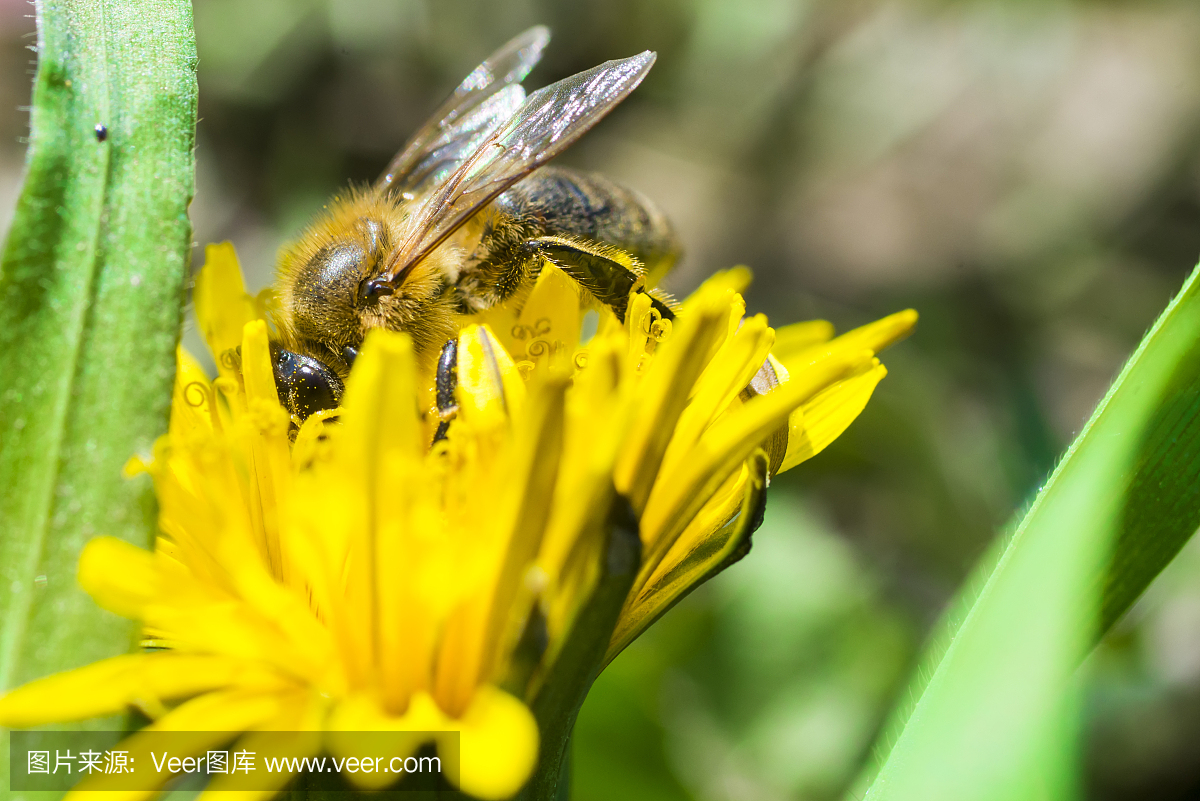 蜜蜂在黄色的花朵上投掷