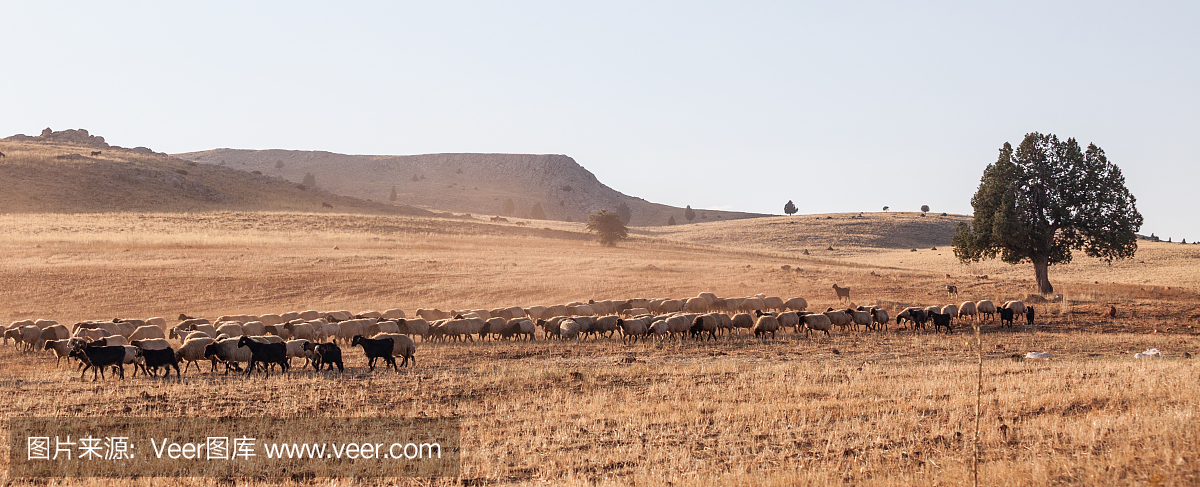 放牧羊群在土耳其安那托利亚