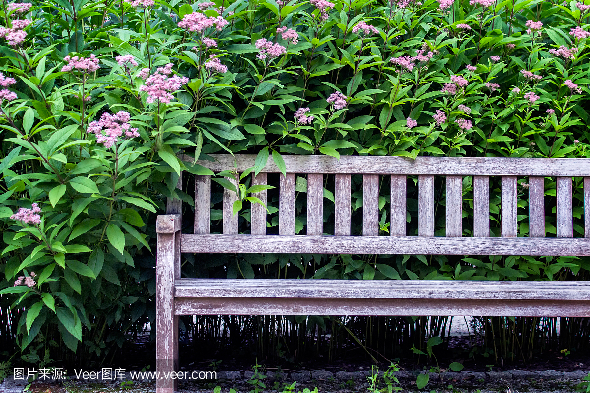 Enty bench in the garden