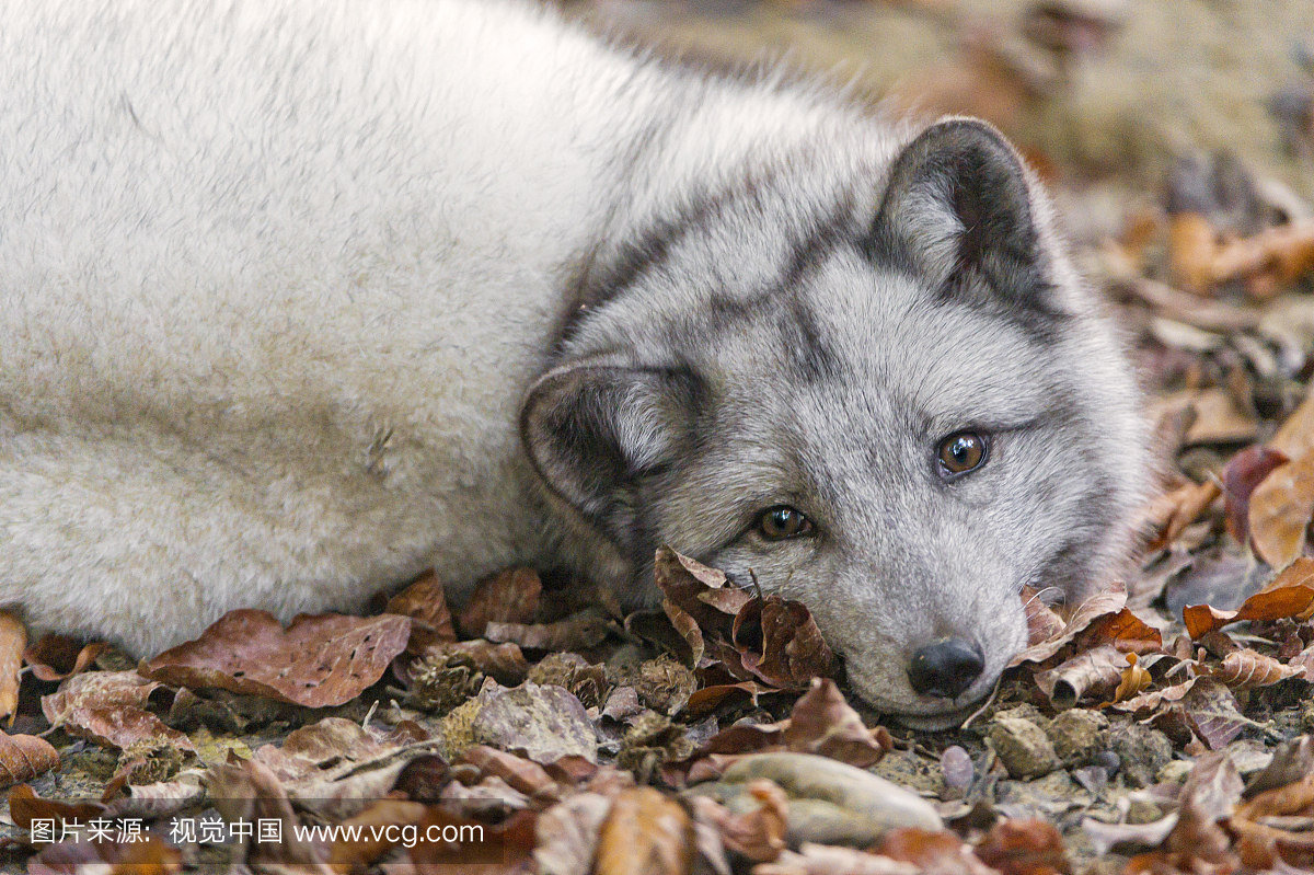 北极狐,犬科的,户外,叶子