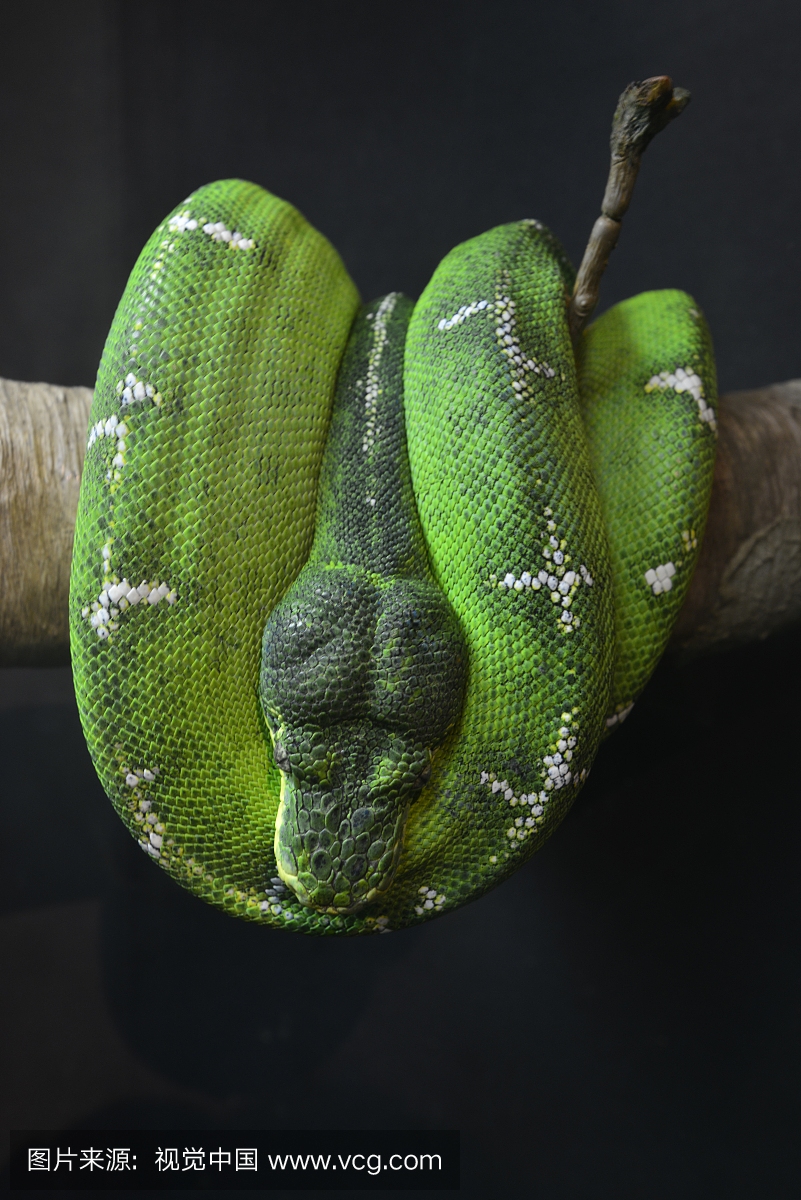 在自然科学博物馆的卷曲的绿色蛇。