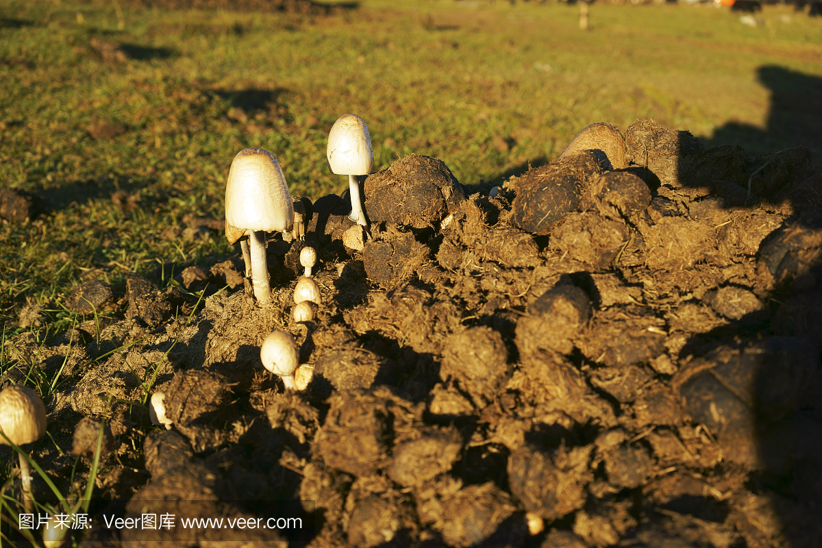 牛粪上的蘑菇 - Setas sobre Excremento
