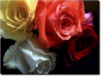 世界上最漂亮的花_世界上最漂亮的花图片大全