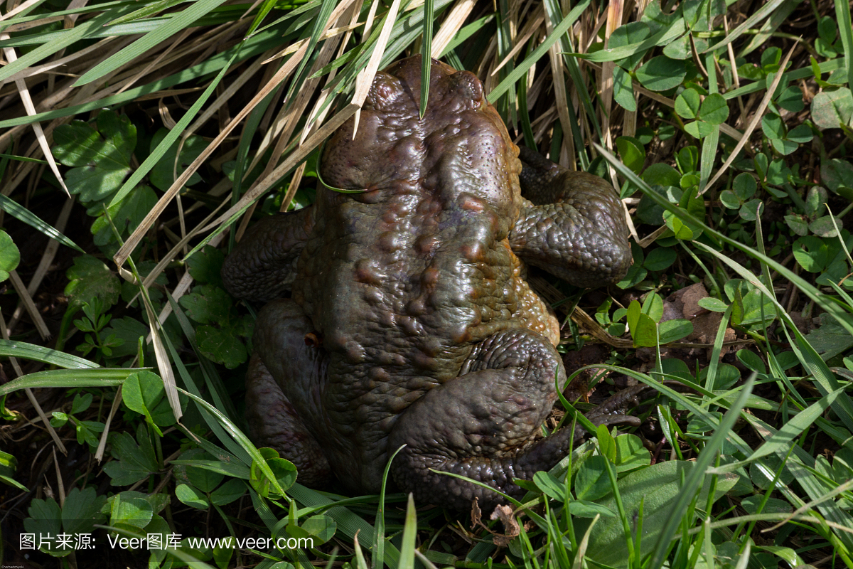 蟾蜍,疥蛤蟆,癞蛤蟆,蟾蜍科