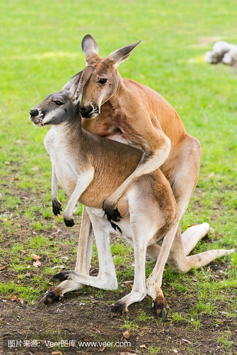 交配袋鼠