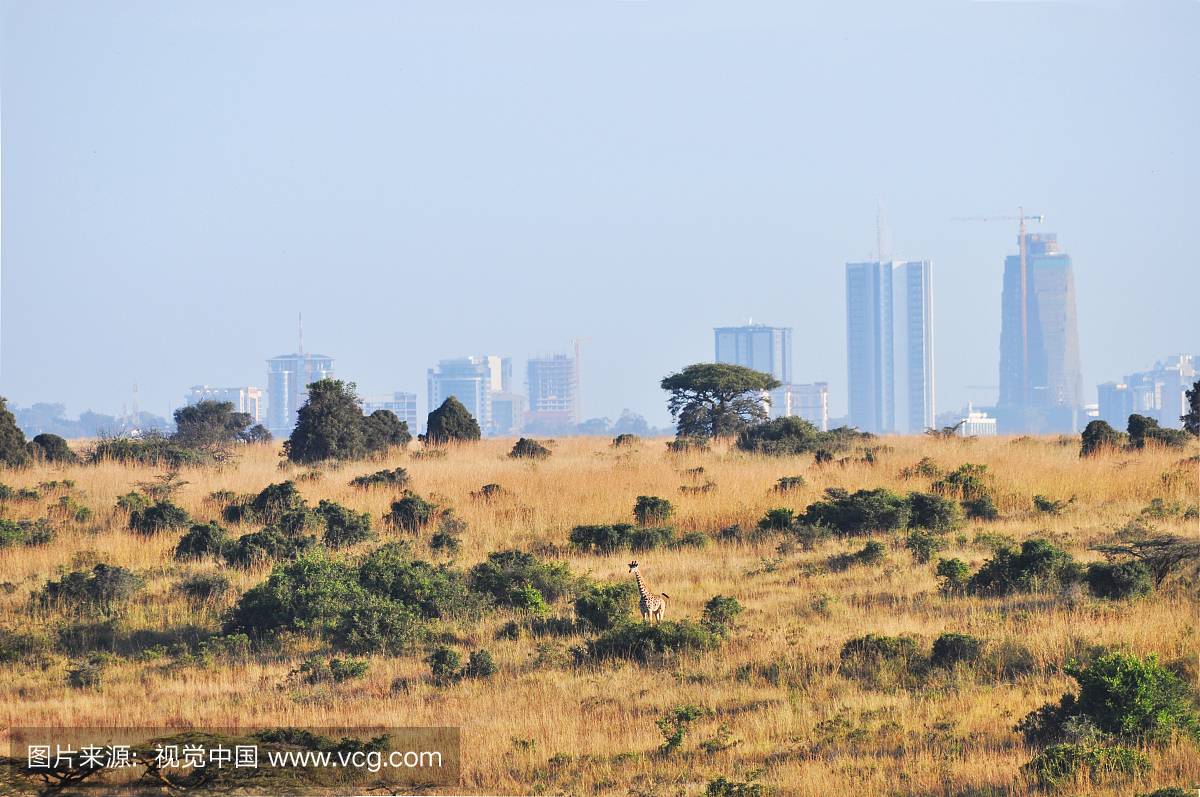 肯尼亚,户外,内罗毕国家公园,国家公园