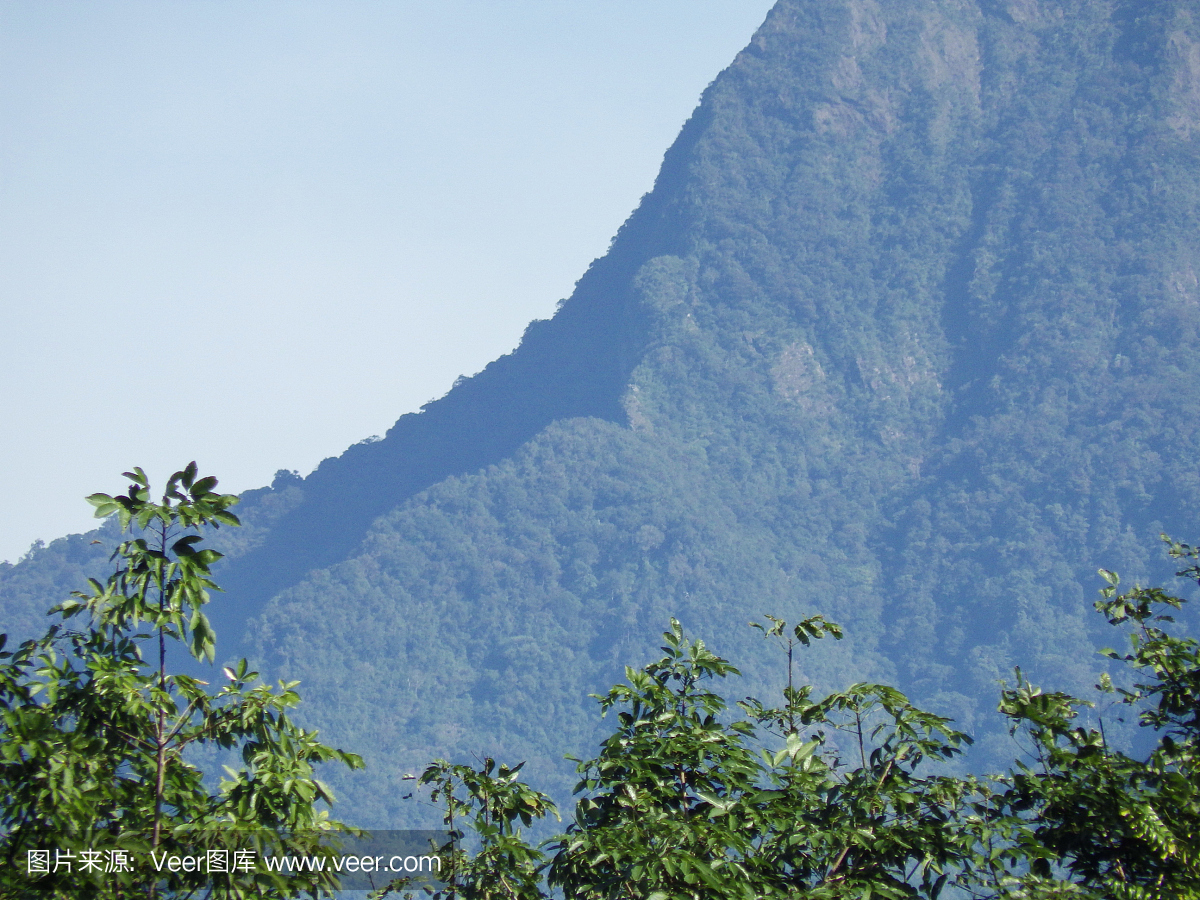推镜头,镜头推近,树梢,树末端