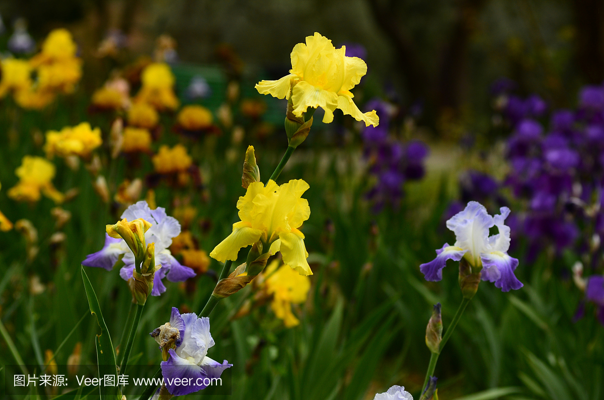 鸢尾花开花在佛罗伦萨附近一个着名的花园里。