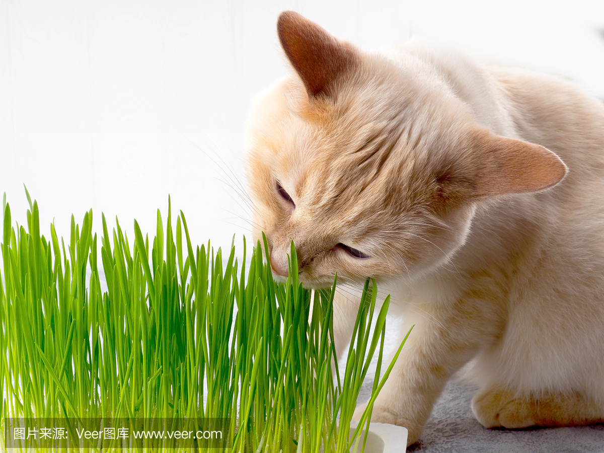 猫正在吃新鲜的绿草。猫草,宠物草。天然毛球