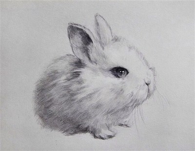 动物素描图片大全头像 动漫素描图片大全 动物-63kb