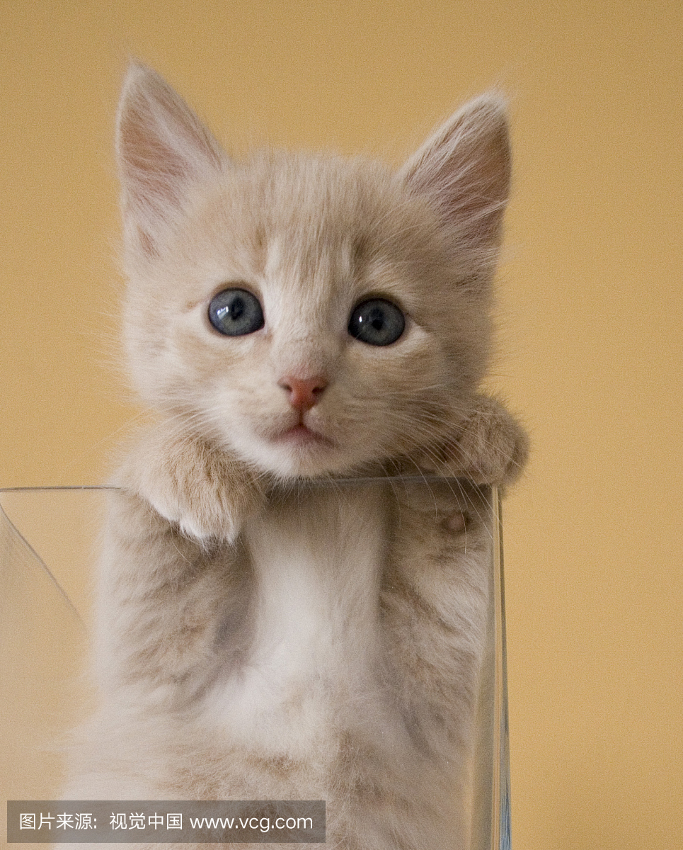 小猫在玻璃花瓶