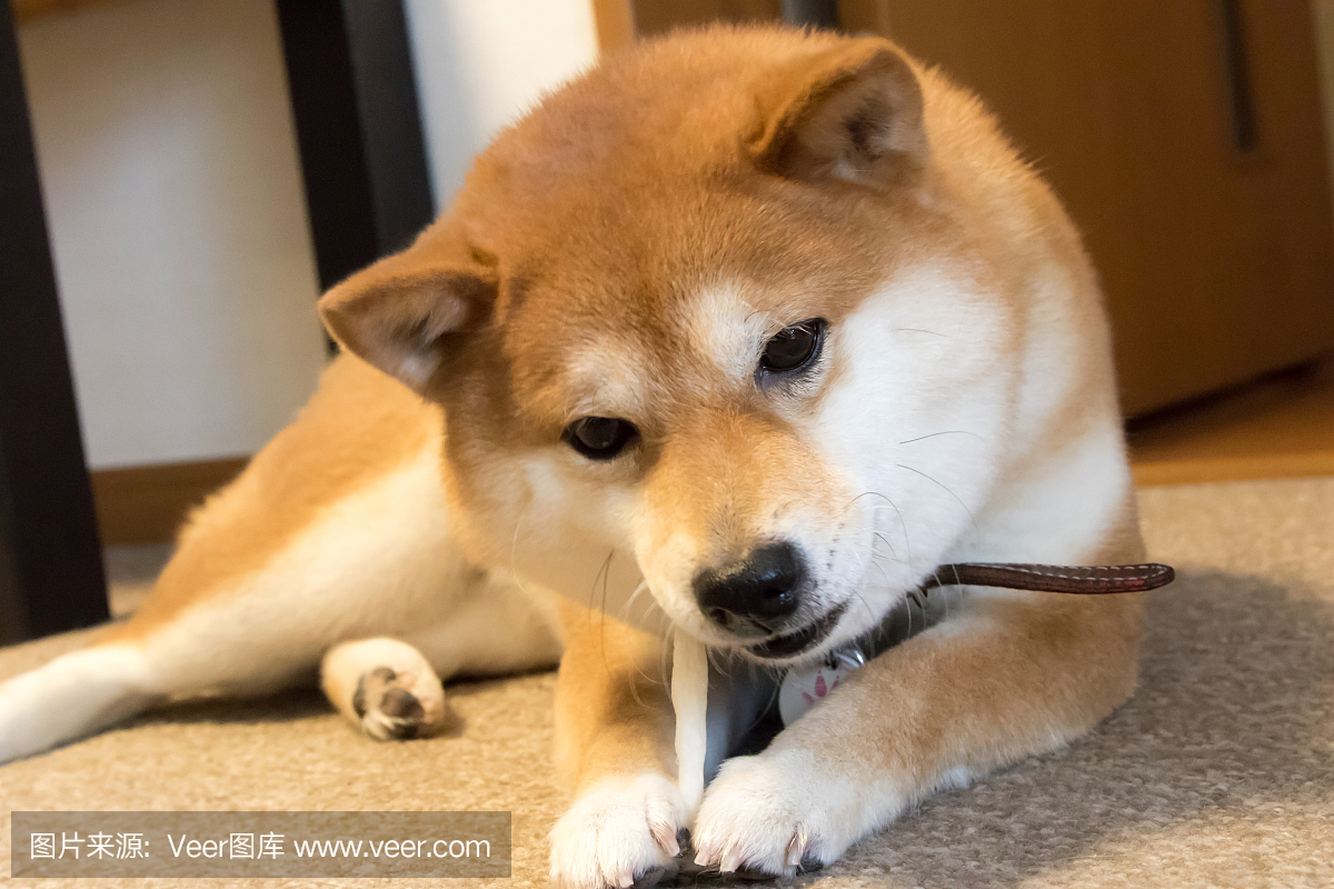 豆柴犬
