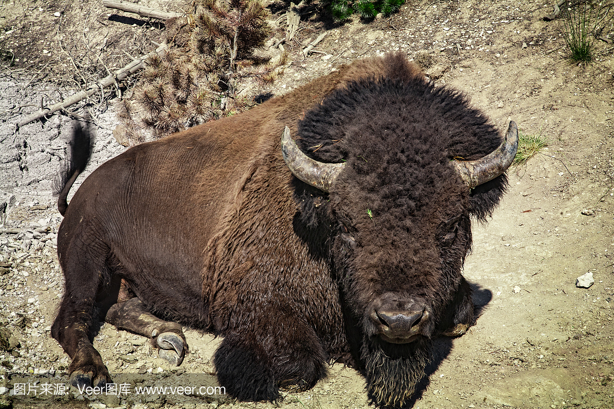 美国怀俄明州黄石国家公园的野牛。