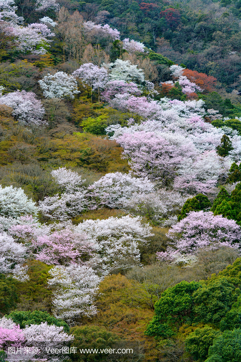 春天在日本京都的野山樱花开花