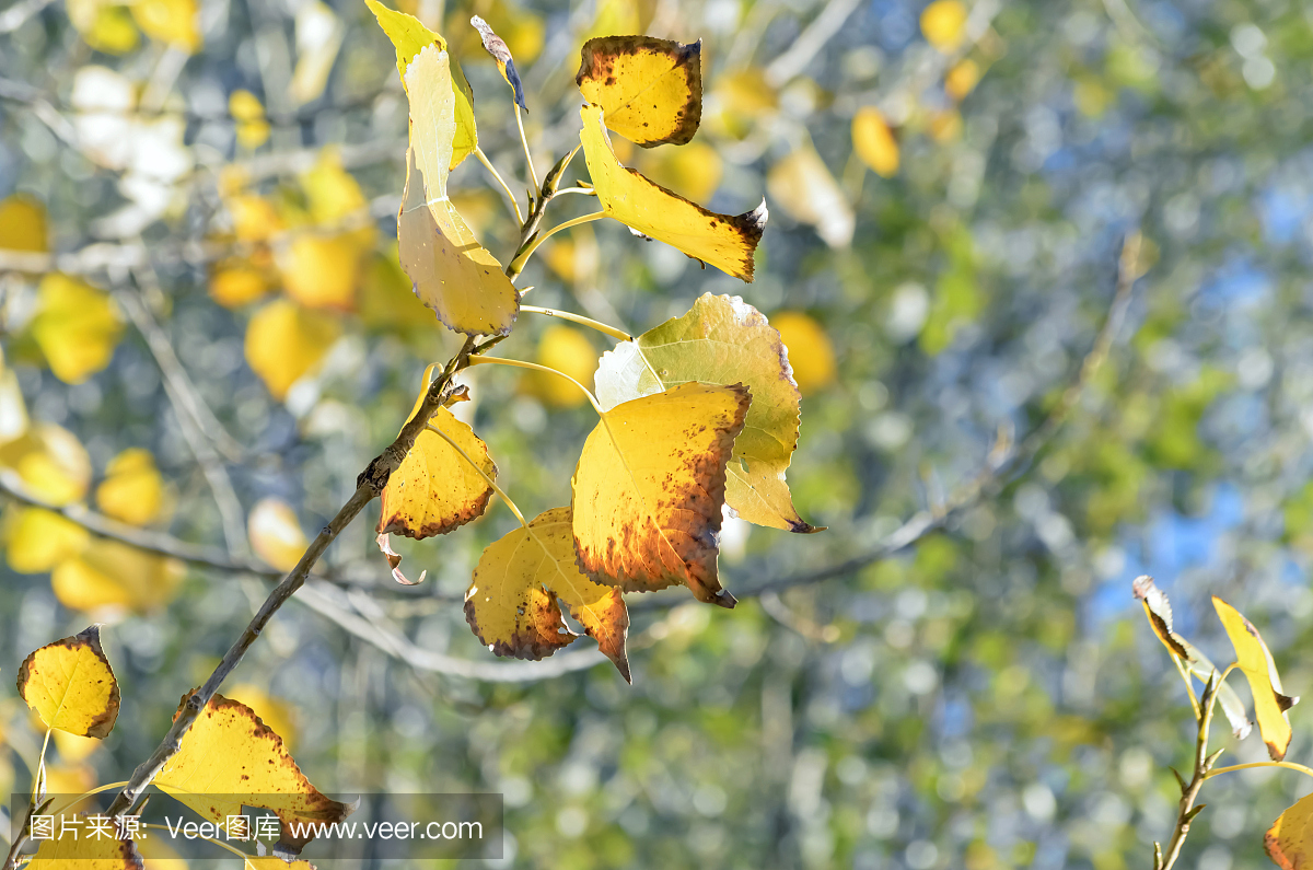 美丽的秋天的颜色在自然。一些叶子,杨树
