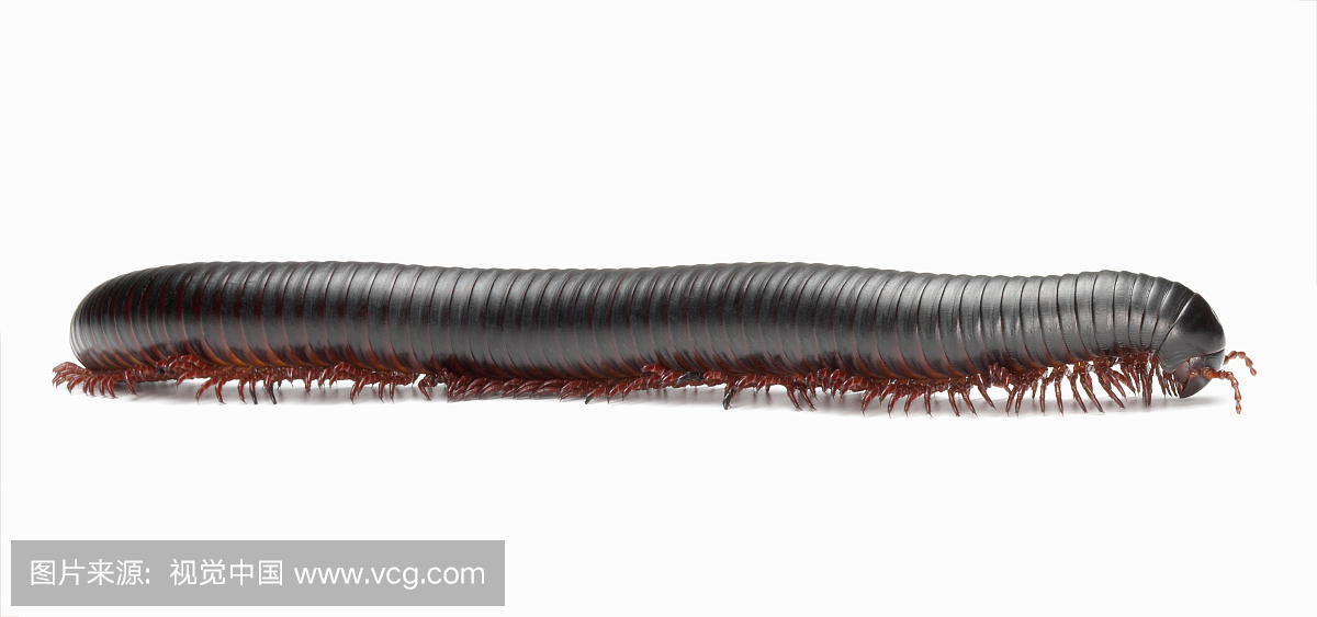 巨型非洲千足虫(archispirostreptus)反对白色背
