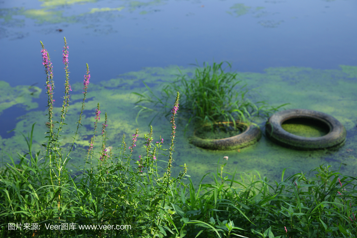 轮胎,杂草花,藻类污染池塘