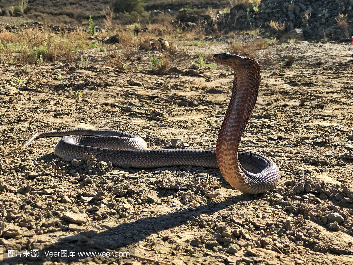自然,眼镜蛇,野生动物,水平画幅