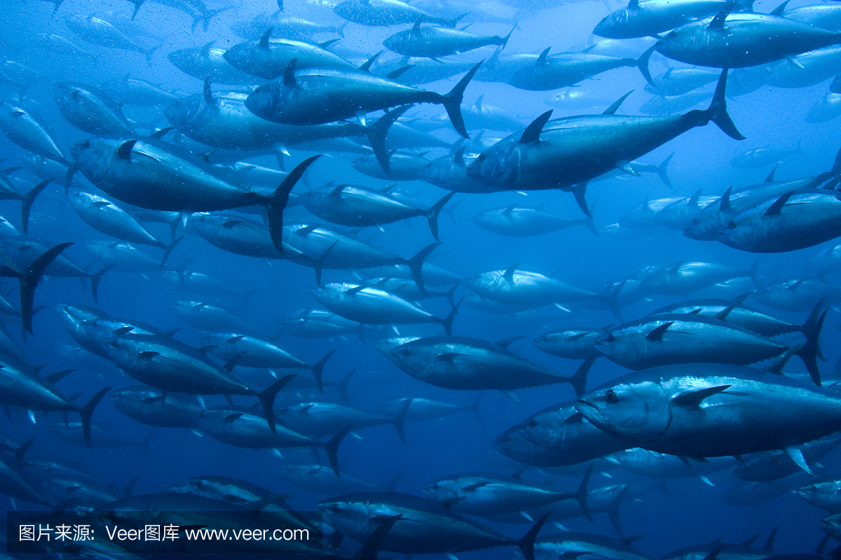 养鱼场,养鱼塘,捕鱼场,鱼塘