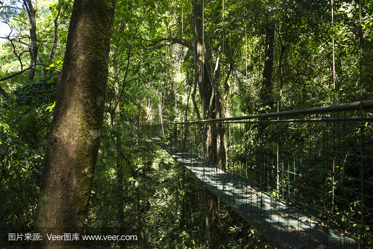 哥斯达黎加蓬塔雷纳斯天空步行电缆桥林