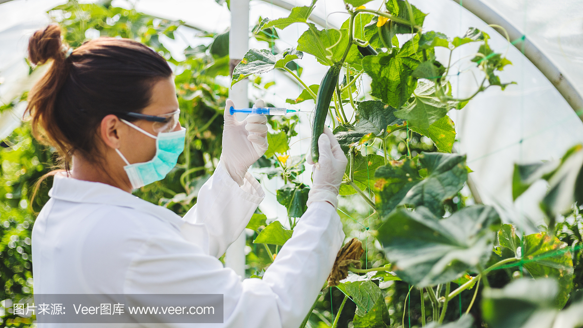 女性科学家在温室研究番茄作物。 GMO植物