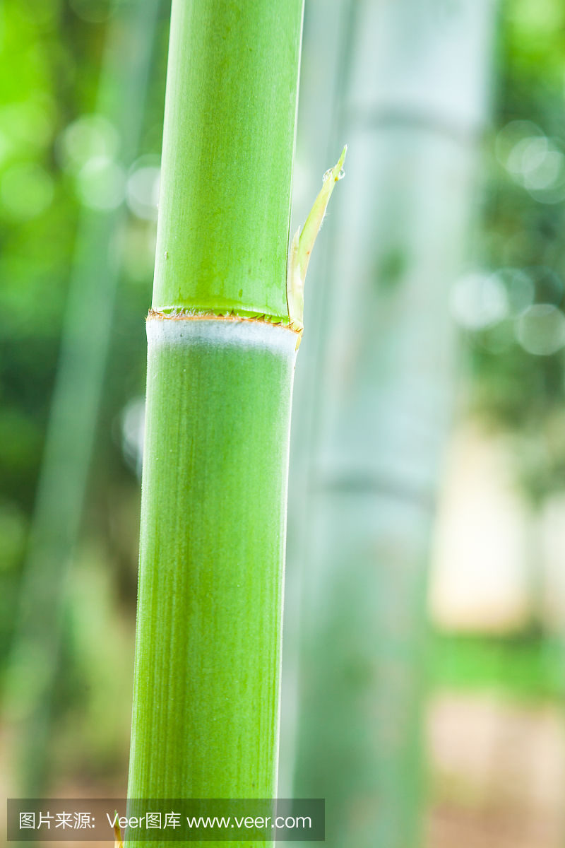 竹子生长