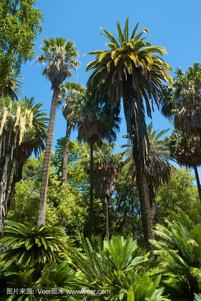 万里无云,高处,地中海文化,热带气候