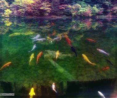 金鱼水中游动态壁纸