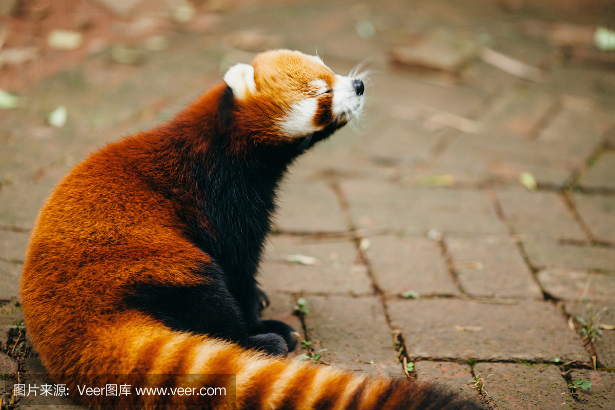 小熊猫,猫熊,红熊猫,小熊