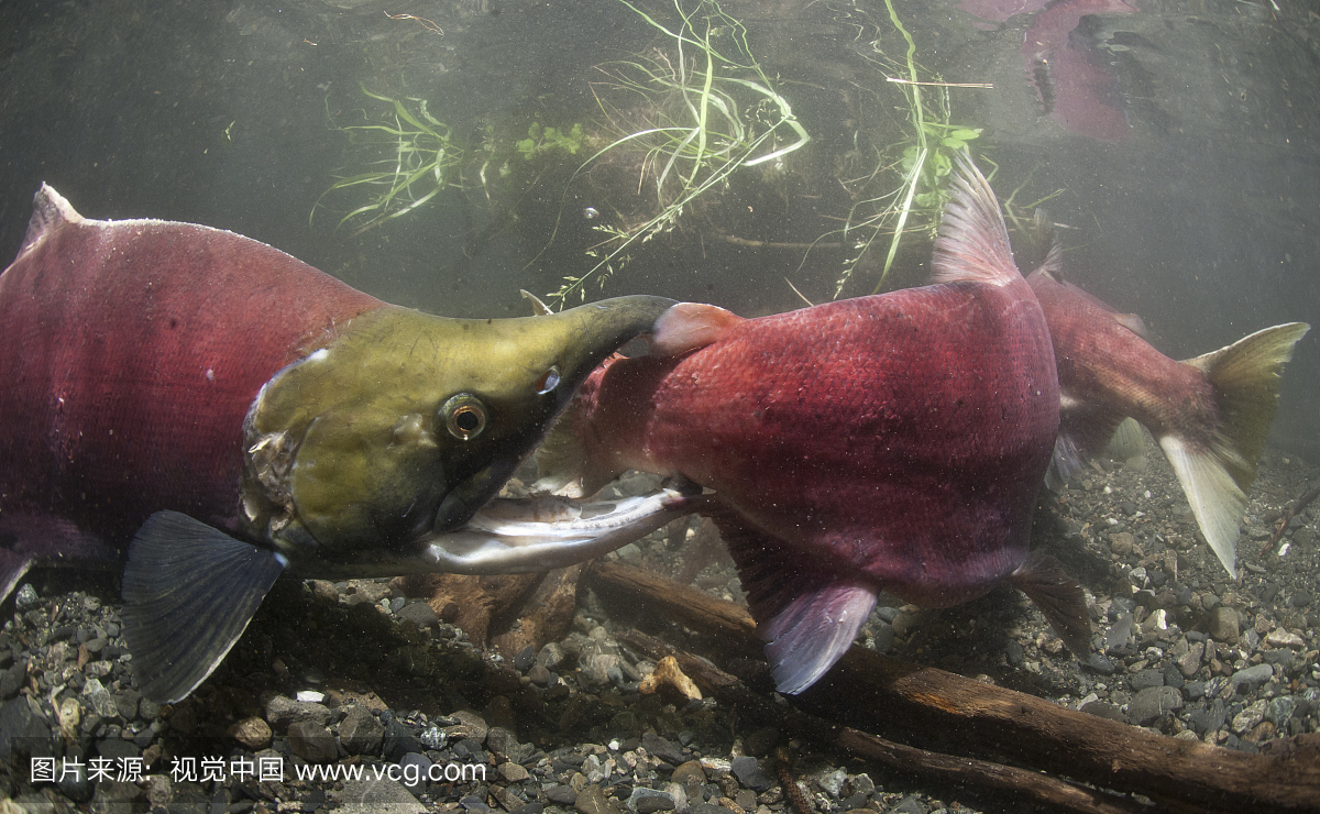 水下视图的战斗三脚鲑鱼在权力溪产卵场,铜河