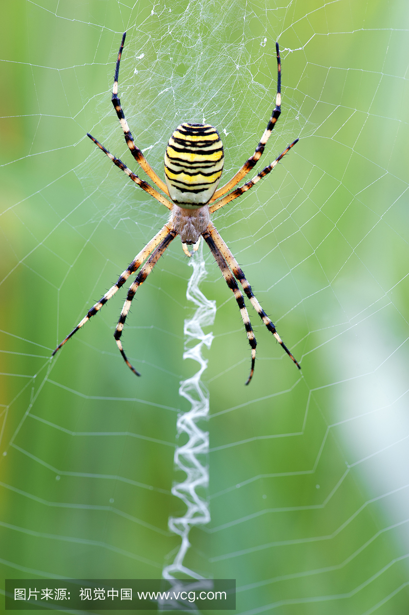 环境保护,蜘蛛纲,一只动物,季节