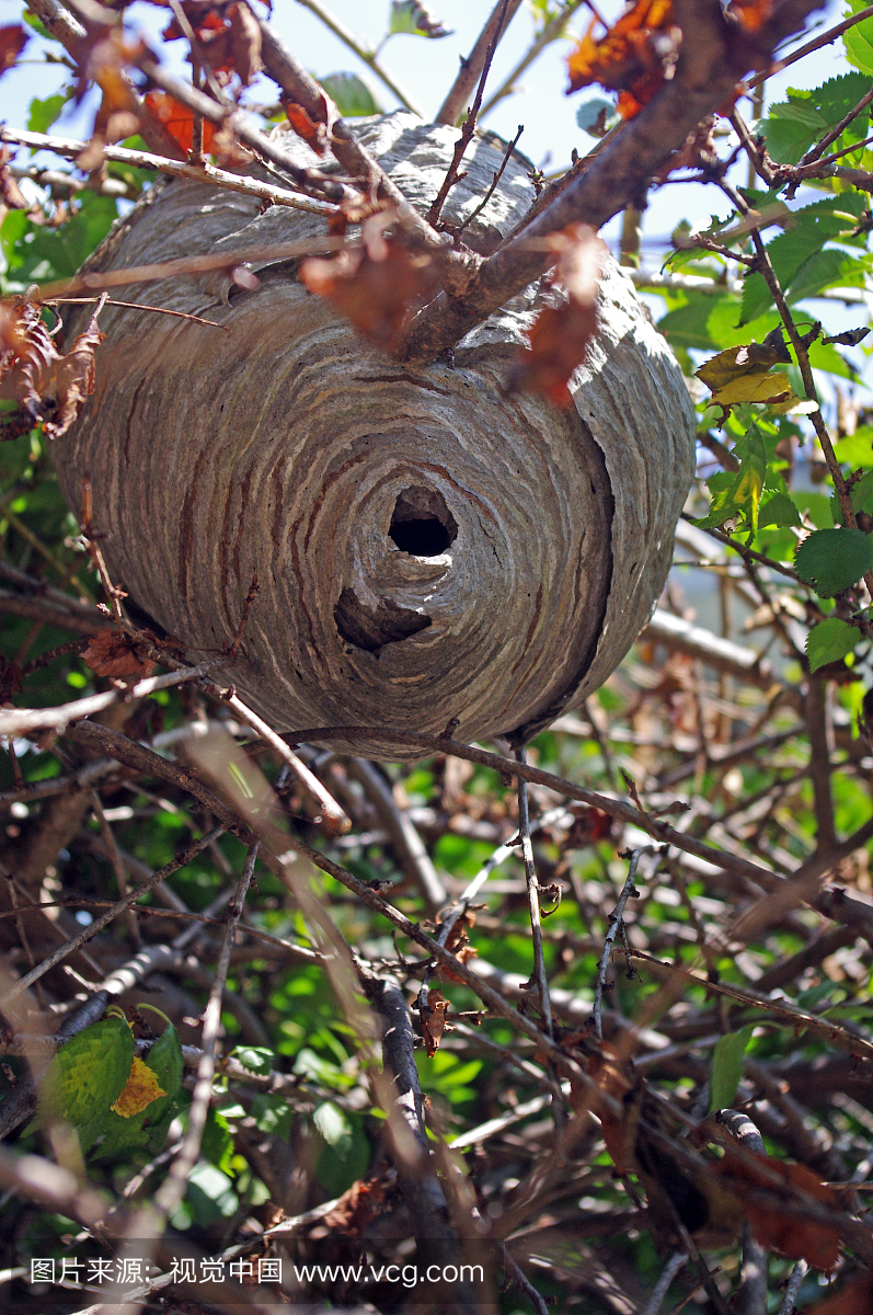 悬挂的,户外,新泽西,叶子