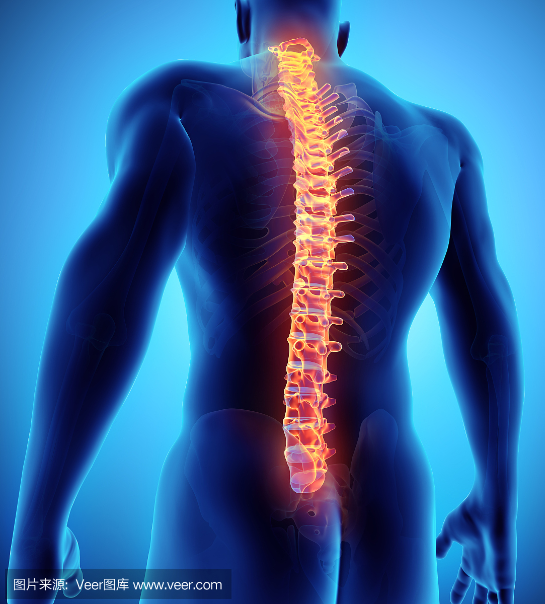 脊柱的3D插图,医学概念。