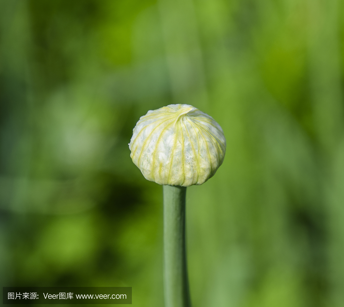 Flowering onions in the garden. Bud of onion.