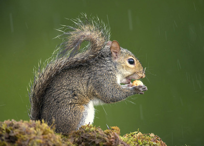 елка Fox Squirrel Этот вид бе елка Fox Squirrel Этот вид бе
