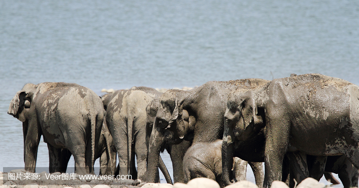特写的大象在拉姆甘加河附近,吉姆科贝特