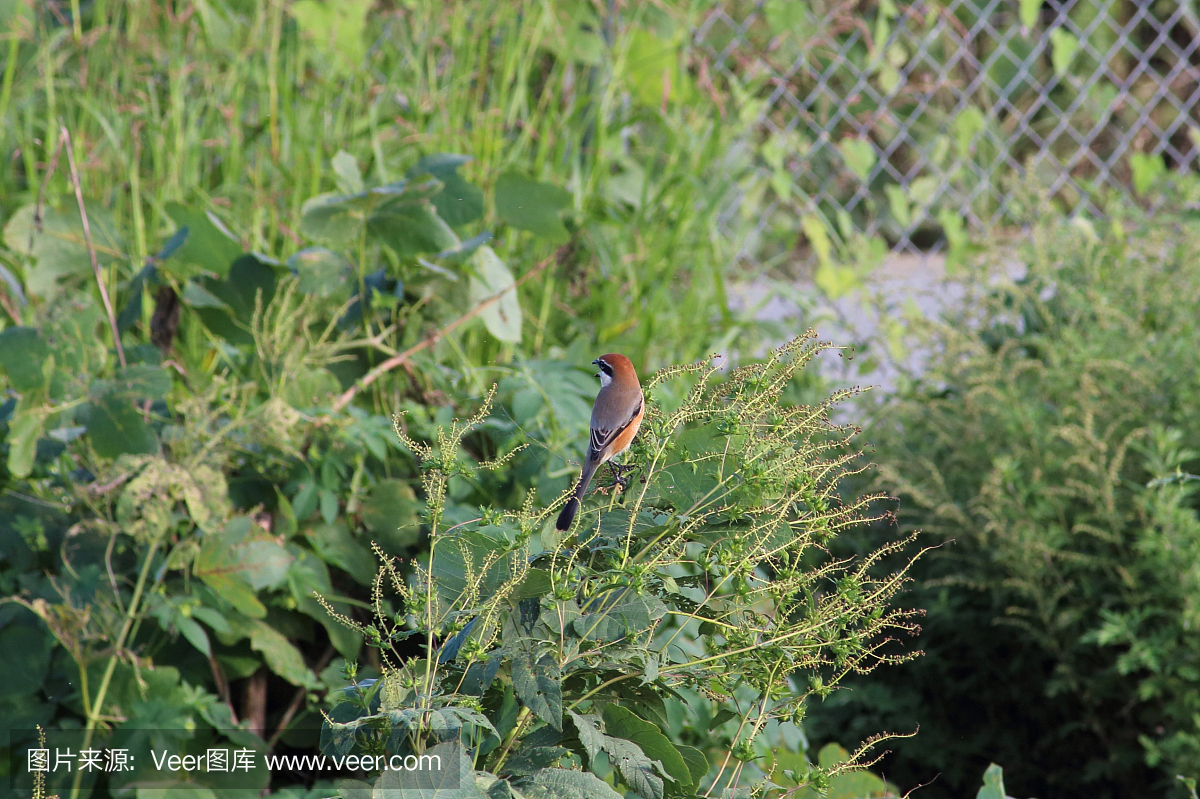 鸟鸣声,鸟鸣,鸟叫声,恐龙