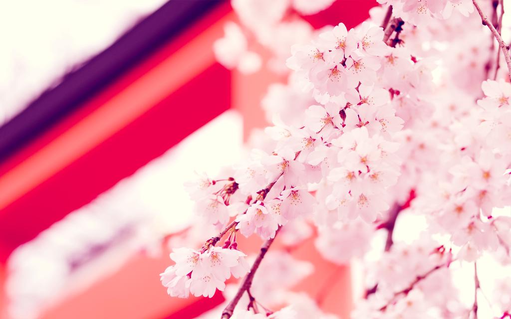 唯美动漫樱花场景,高清壁纸,图片,时光记忆-回车桌面