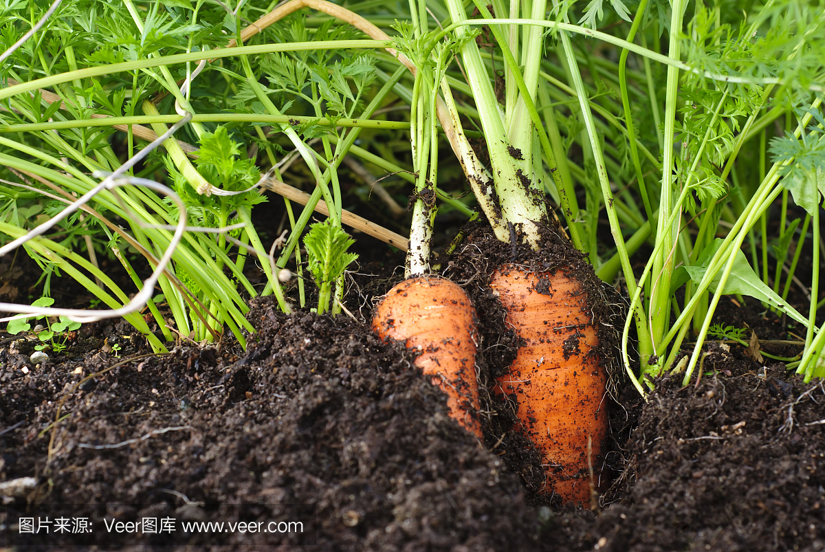 有机胡萝卜生长在泥土中