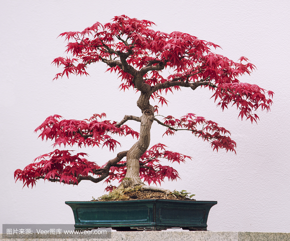 盆景,树盆景,盆景艺术,灌木艺术