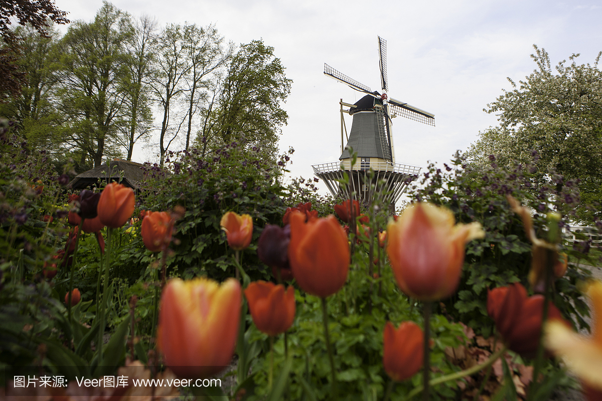 荷兰风车在郁金香领域的行荷兰