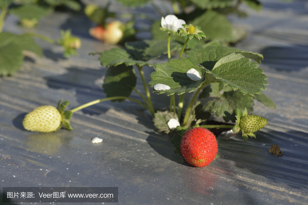 薄膜,表膜,水平画幅,生长