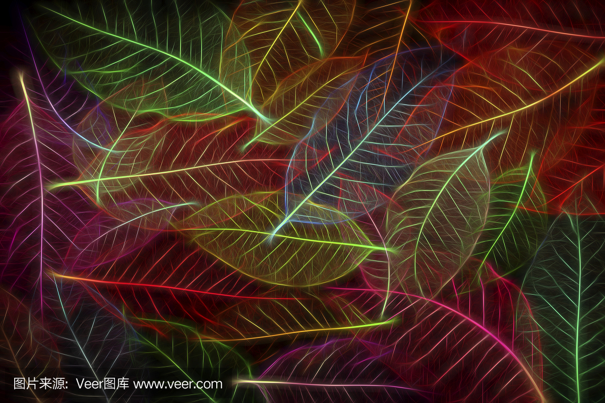 霓虹发光效果抽象五颜六色的骨架木兰叶