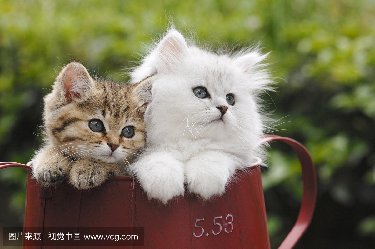 苏格兰折耳猫,苏格兰弯耳猫,苏格兰摺耳猫,折耳猫