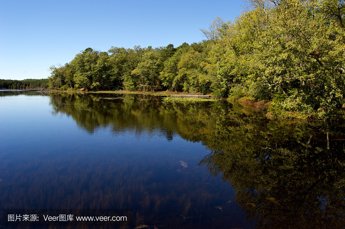 松木荒地,贫瘠松林,拜伦斯松林,白瑞思松树