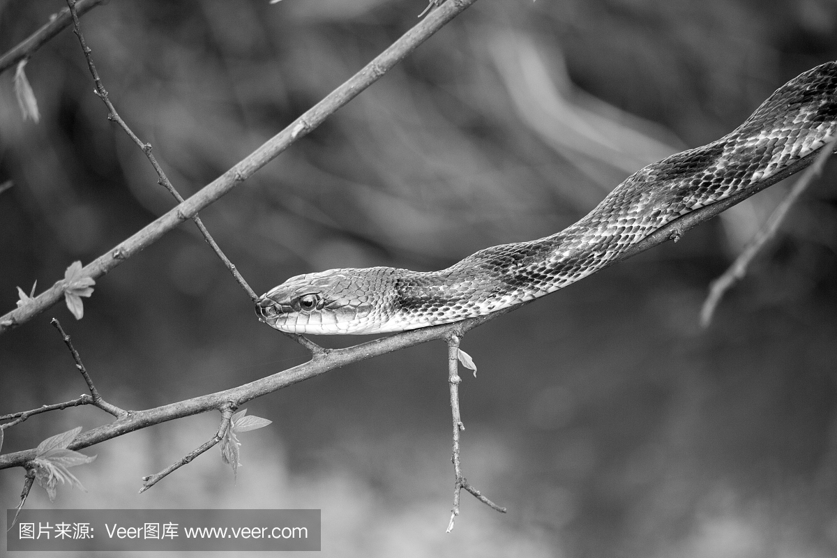 噬鱼蝮蛇,水腹蛇,食鱼蝮,棉口蛇