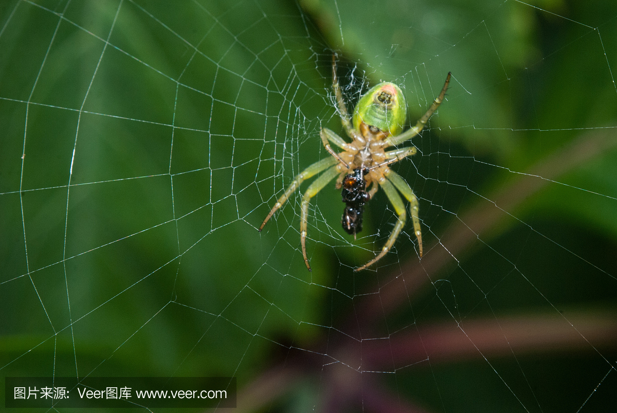 绿色蜘蛛坐在网站上的背景叶子