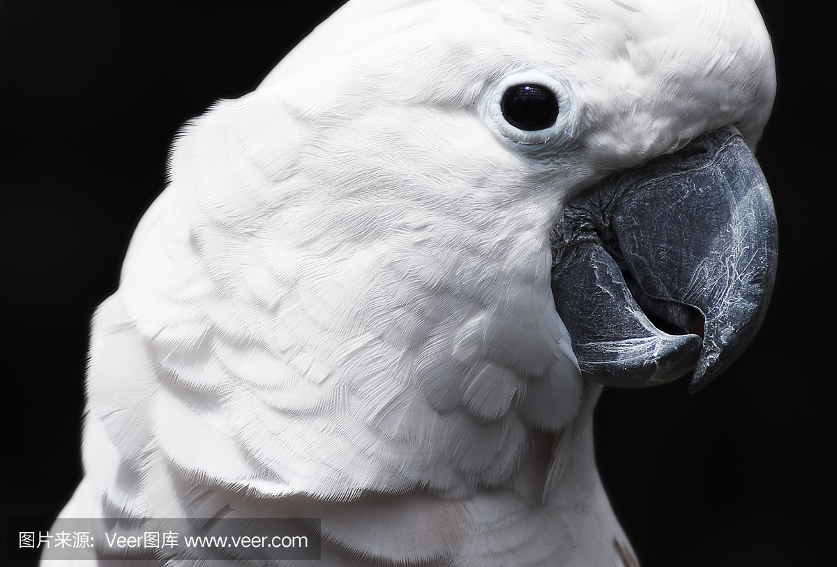 鸟鸣声,鸟叫声,鸟鸣,美冠鹦鹉