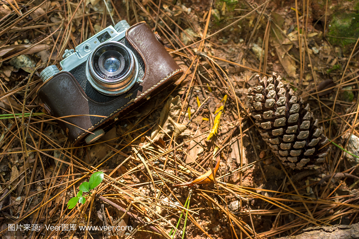 松果,松树种子,松球,模拟设备